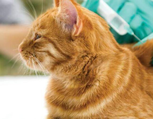 What Are the Core and Non-Core Vaccines for Cats? Your Questions Answered