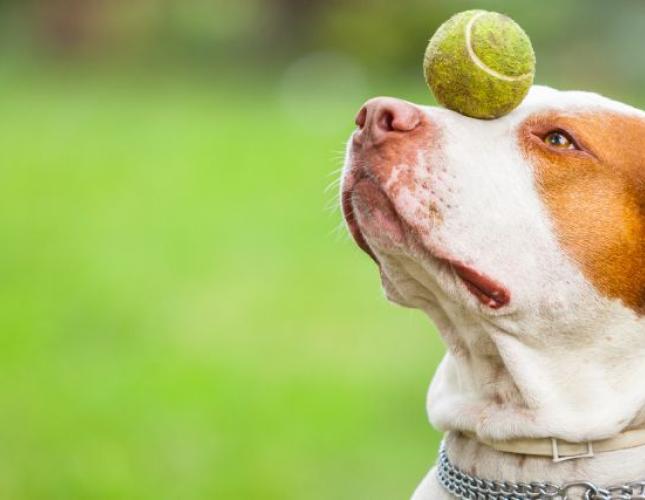 Healthy Minds, Happy Pets: The Benefits of Pet Enrichment