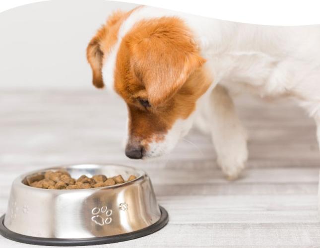 Help! My Dog is a Picky Eater! How to Know if Your Pet is Getting the Right Nutrients