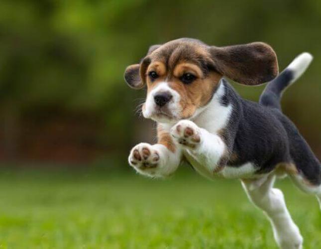 Ready to Take the Puppy Plunge? Here Are 6 Things to Know First
