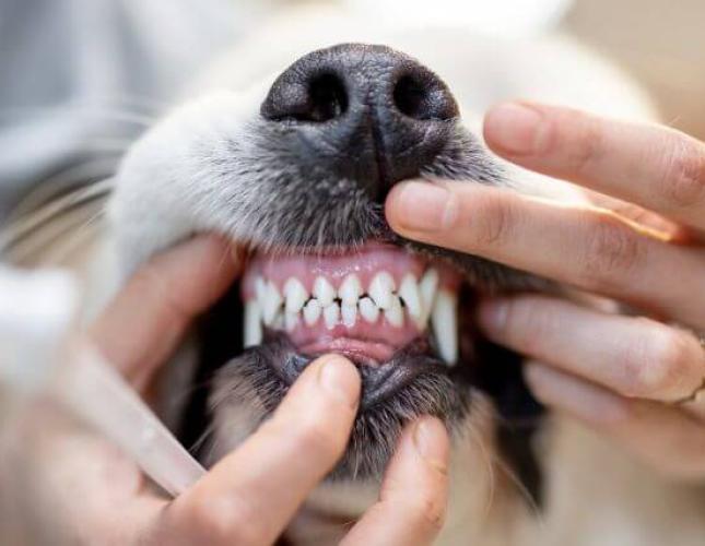 The Dog Dental Guide: Nurturing Your Canine's Canines