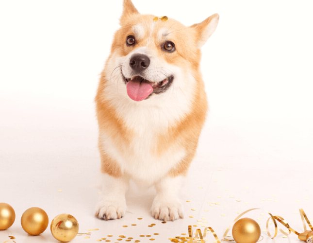 New Year's Resolutions For Your Pets