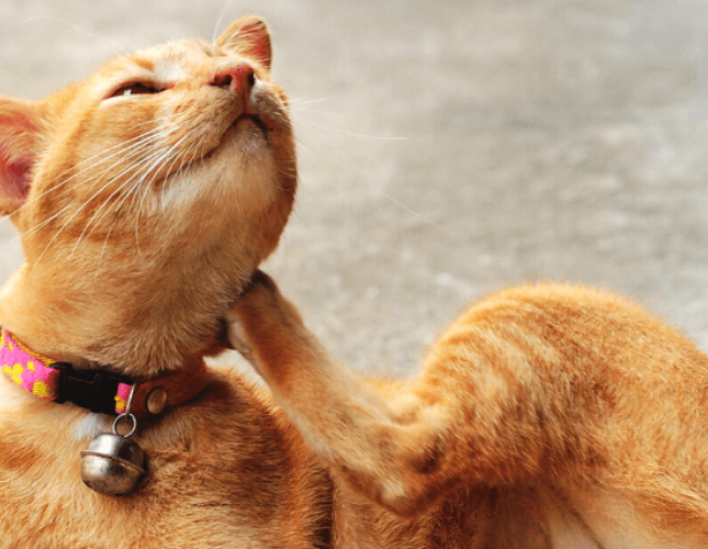 A Veterinary Guide to Treating Itchy Skin in Pets - Food Allergies