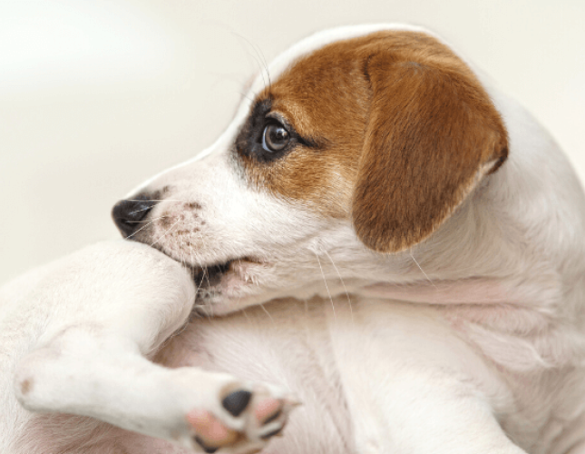 A Veterinary Guide to Treating Itchy Skin in Pets - Parasites