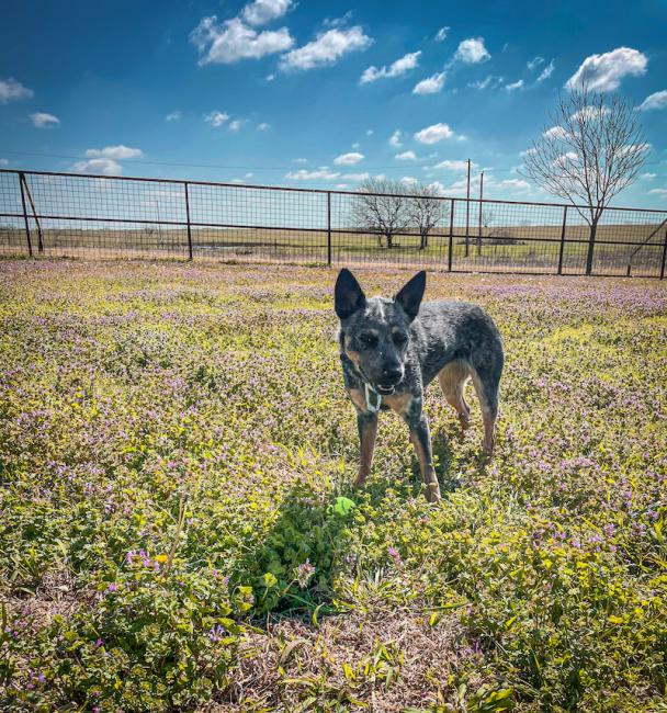 Cattle dog in country field
