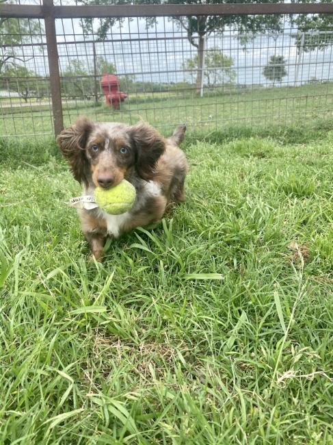 Dachsund with tennis ball