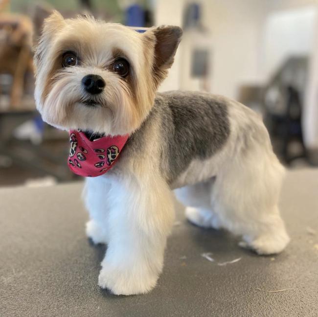 Small groomed dog wearing red bandana