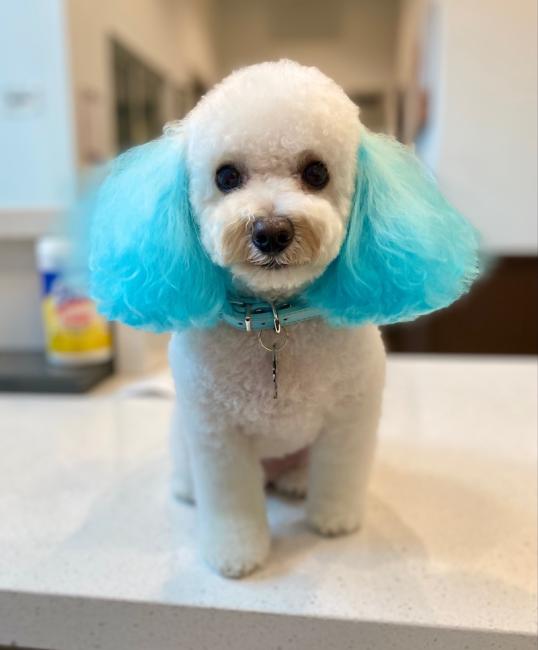 Small white dog with fluffy blue ears