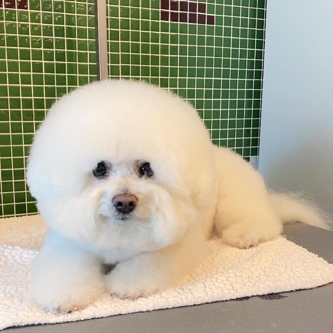 White fluffy dog with teddy bear cut