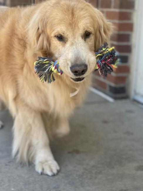 Golden with rope toy