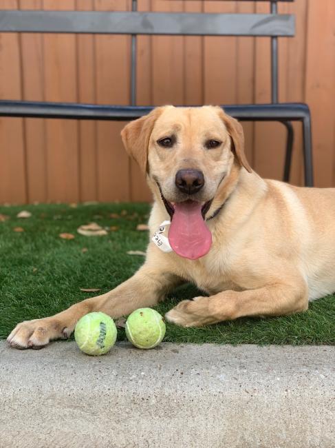 Lab with two tennis balls