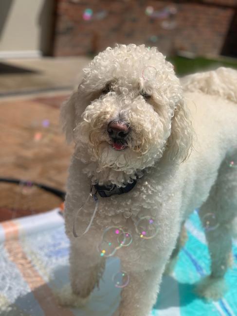 Poodle with bubbles