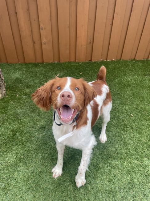 Smiling spaniel