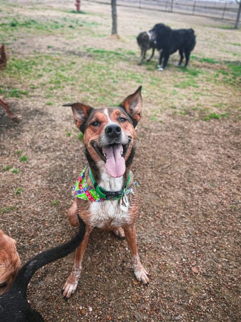 Soggy smiling mutt