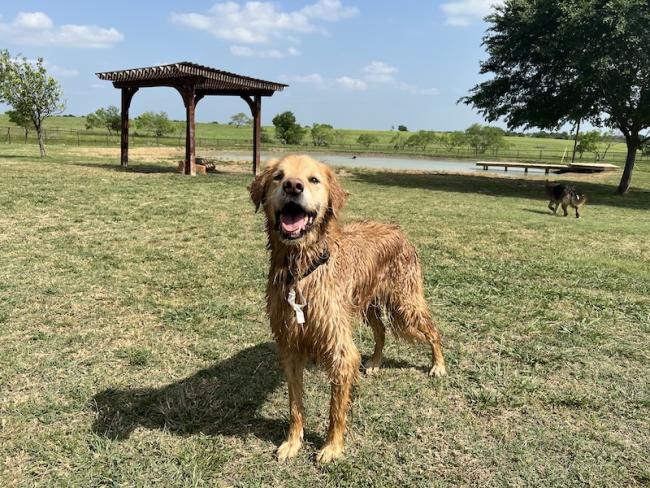 Soggy smiling yellow Lab