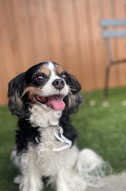 Panting spaniel