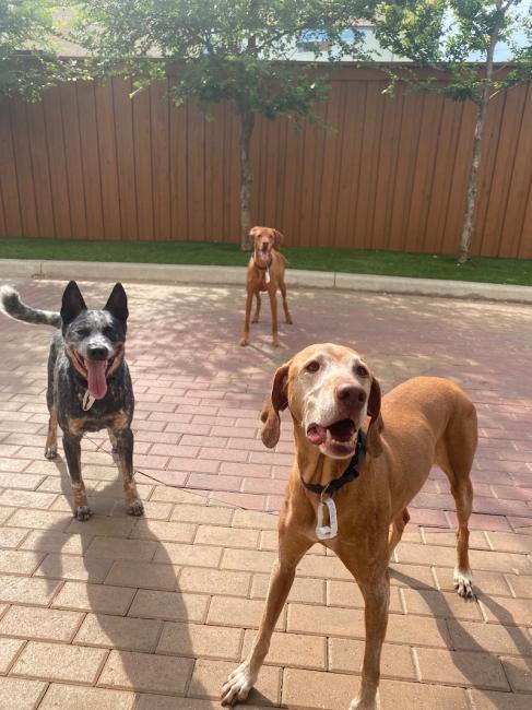 Three amigos in the yard