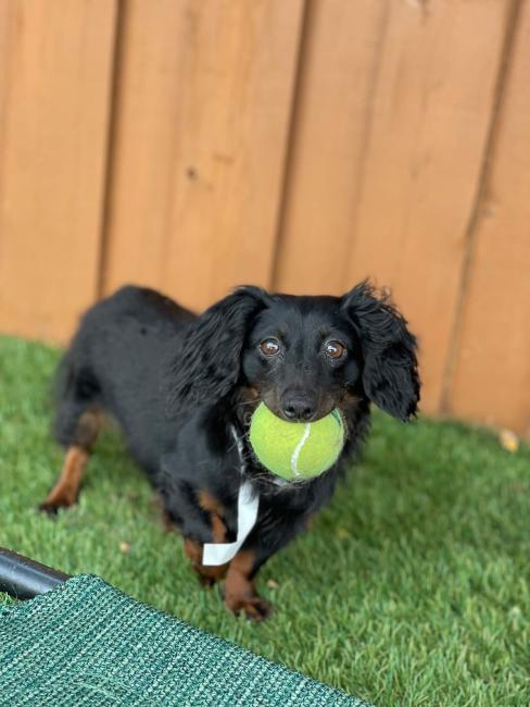 Canine Country Club Small Dog With Tennis Ball
