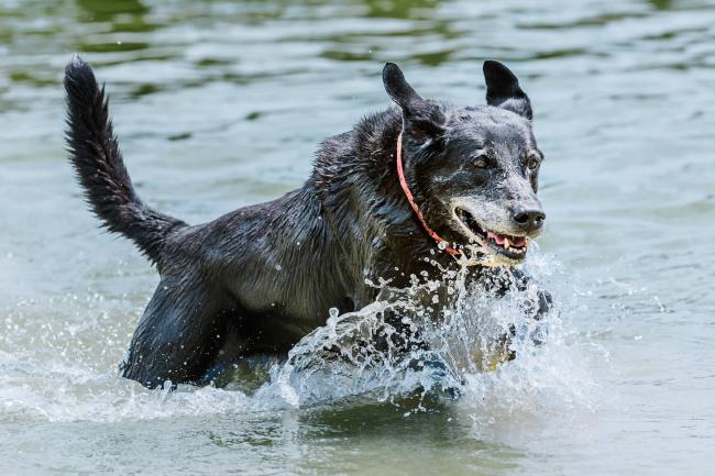 Canine Country Club