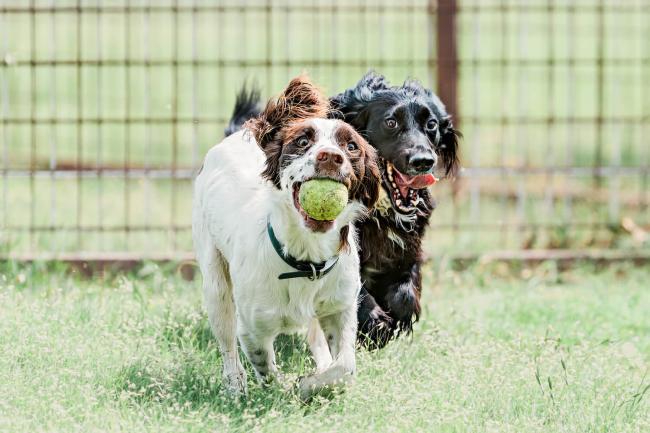 Canine Country Club