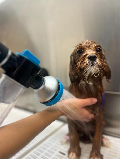 Canine Country Club Dog Grooming Bathing