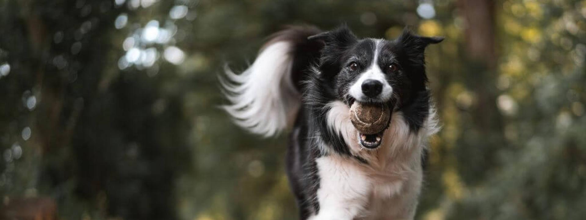 Happy dog, white and black, walking with tennis ball in its mouth
