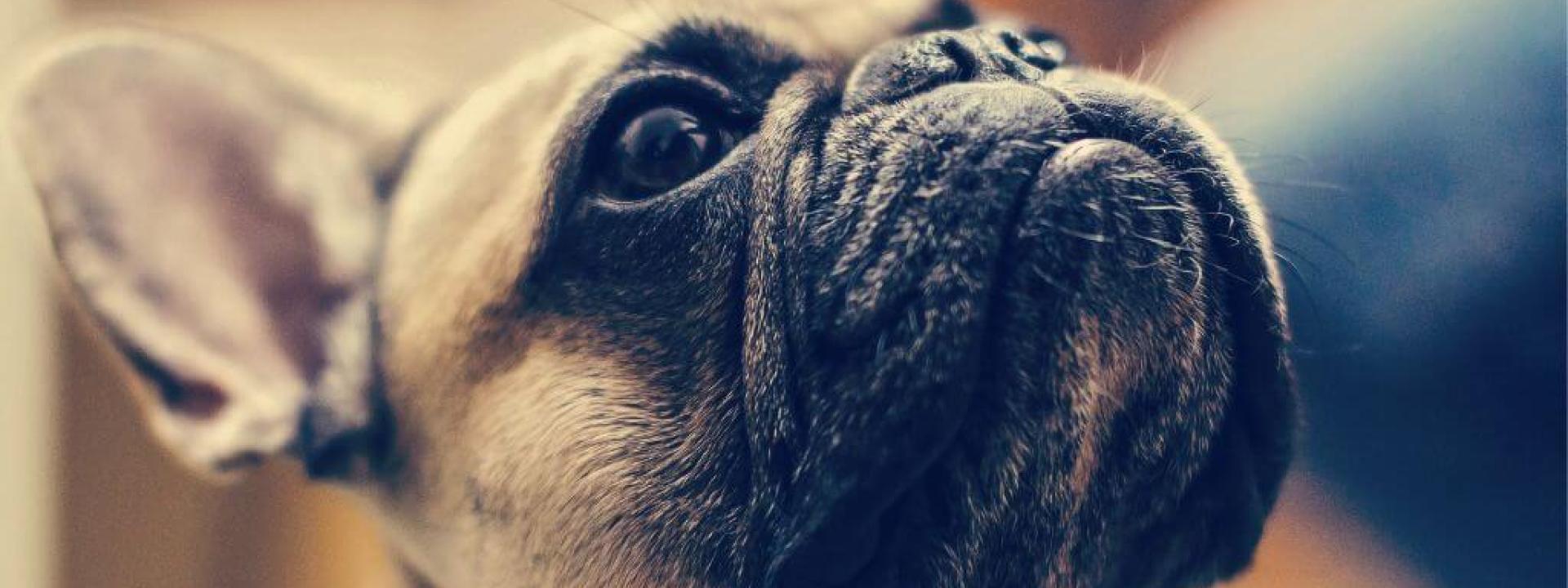Uncovering Brachycephalic Obstructive Airway Syndrome in Dogs