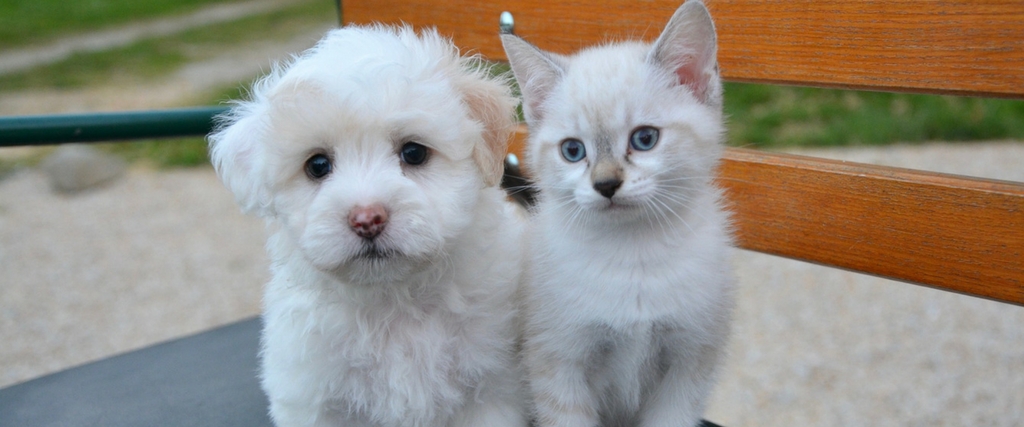 Finding the Right Vaccine Protocol for Your Pet
